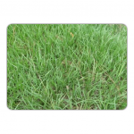 * PENSACOLA SEMENTE REVEST 5KG