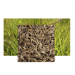 AZEVEM BRS PONTEIO S2 SC 20KG