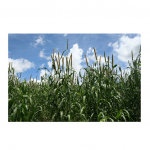 * MILHETO BRS 1501 30KG