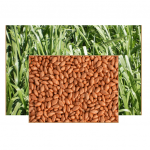 * BRACHIARIA BZ CV MARANDU PREMIUM 10KG