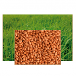 * BRACHIARIA BZ CV PIATA PREMIUM 10KG