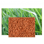 * BRACHIARIA DECUMBENS PREMIUM CV 10KG