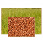 * BRACHIARIA HUMIDICOLA CV PREMIUM 10KG