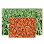 * PANICUM MAXIMUM CV ZURI PREMIUM 10KG