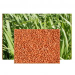 * PANICUM MAXIMUM CV MOMBAC PREMIUM 10KG
