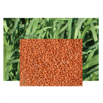 PANICUM MAXIMUM CV TANZANIA PREMIUM 10KG